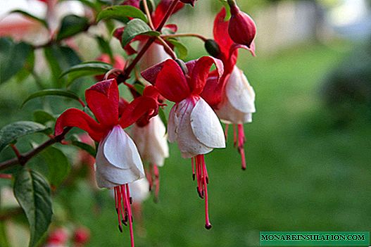 Fuchsia cultivation and care in the garden, in the open ground