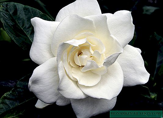 Gardenia in bloom - what an indoor and outdoor plant looks like