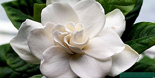 Gardenia jasmim - atendimento domiciliar após a compra
