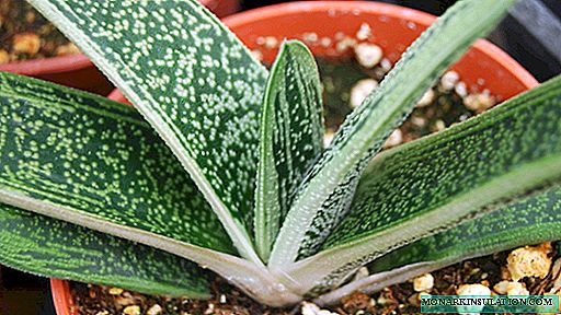Gasteria: home care and methods of reproduction