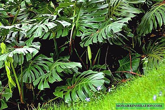 Where monstera grows in nature - the birthplace of the plant