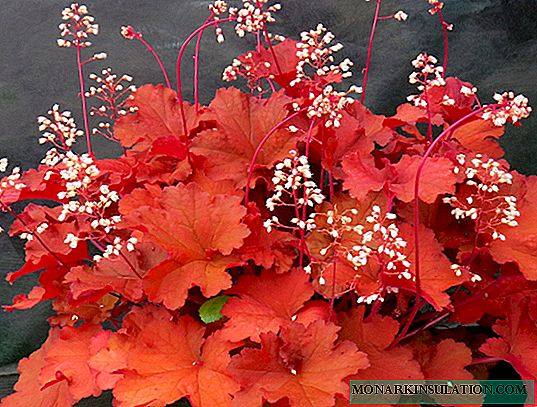 Heichera Rio (heuchera rio): beskrivelse