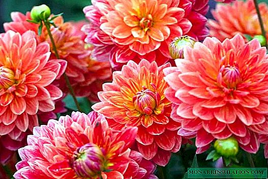 Dahlias - planting and care in the open ground
