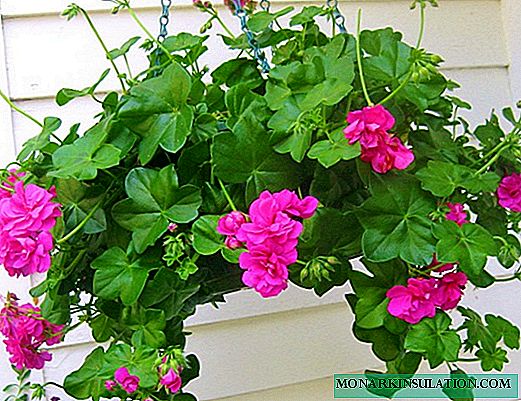 Geranium at home - where it is better to put it in an apartment, in a flower pot or on a windowsill,