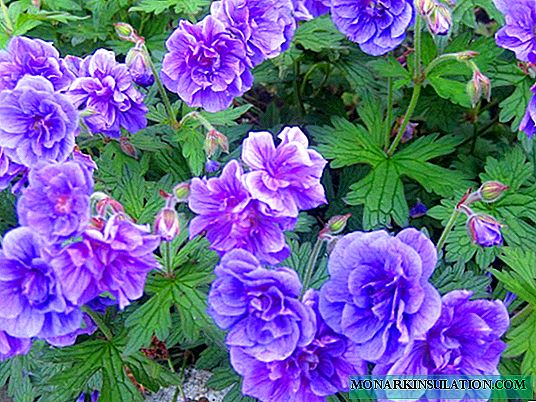 Garden perennial geranium - planting and care in the open ground