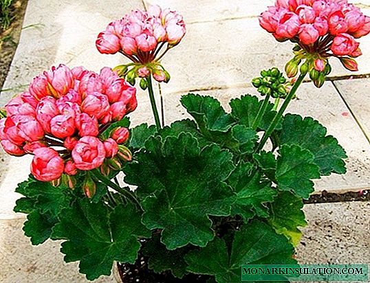 Tulip-shaped geranium - popular varieties for the home