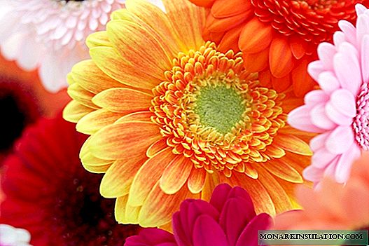 Gerbera - what are these flowers, planting and care in the garden