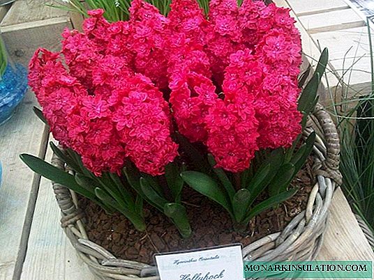 Hyacinths: flowers, plant, home care