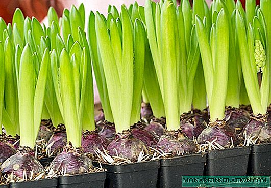 Hyacinten vervaagden: wat nu met hen te doen