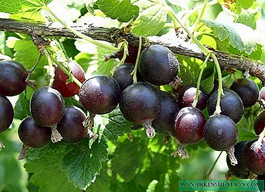 Currant and gooseberry hybrid - planting and care of yoshta