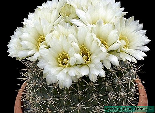 Gymnocalycium: mezcla y otros tipos populares de plantas y cuidado de cactus en el hogar