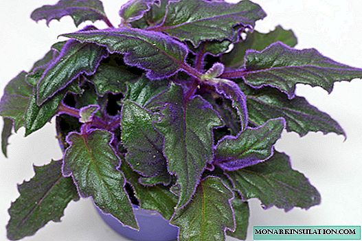 Ginura flower - care, flowering wicker, purple and variegate