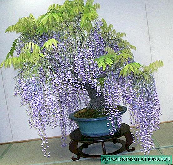 Wisteria - care and growing at home