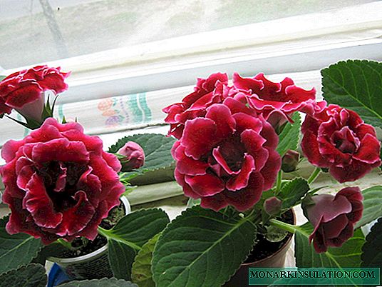 Brokatas „Gloxinia“ - raudonos ir mėlynos spalvos gėlių veislių aprašymas