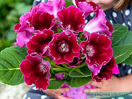 Seed gloxinia at home - how and when to sow