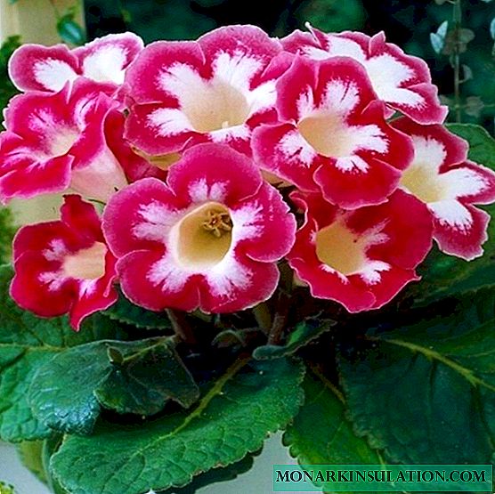 Gloxinia has faded - what to do next, how to care