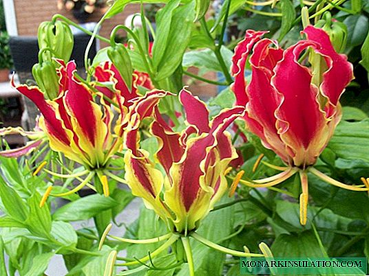 Gloriosa flower: home care and planting examples