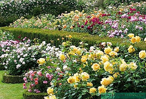 Hollandske roser - varianter, trekk ved voksende