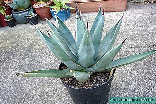Blue agave - what is it