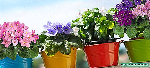 Pots pour violettes - recherchez l'option parfaite