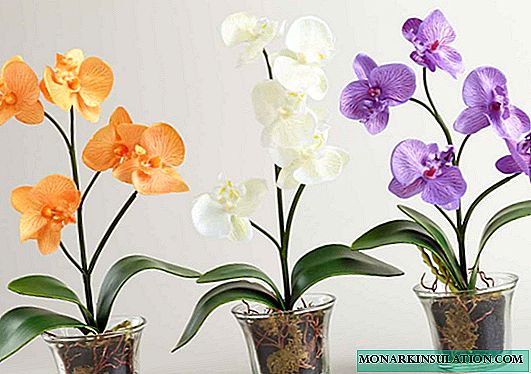 Orchid pot - which is better to choose