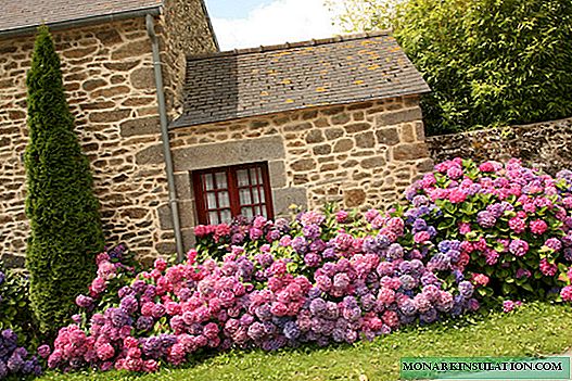Hydrangeas in landscape design - which plants are combined in the flowerbed