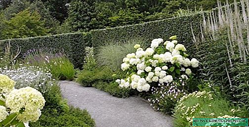 Hortensia blanc - que sont les hortensias de jardin