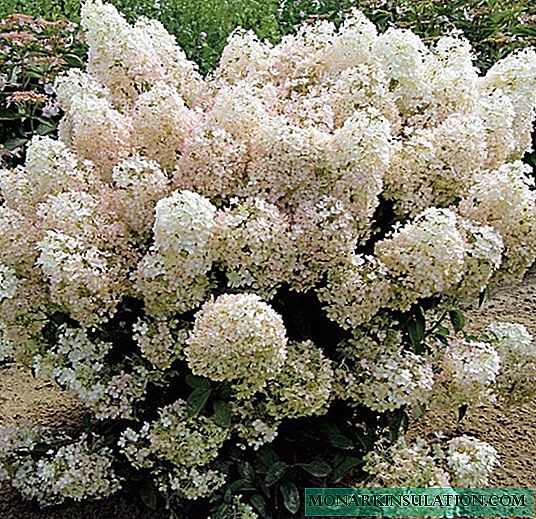 Hydrangea Bobo - a dwarf variety of panicled winter-hardy hydrangea