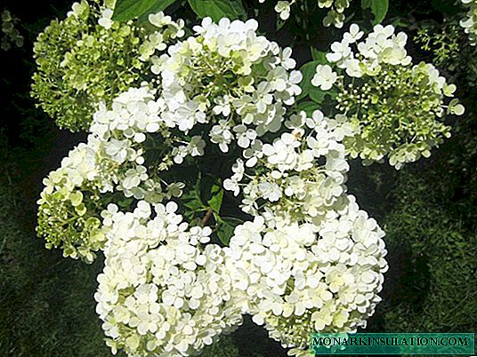 Hydrangea Bombshell paniculata - descrição