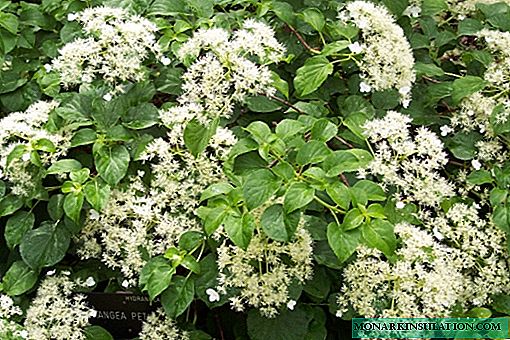Petiole or climbing hydrangea - types, planting and care in the open ground