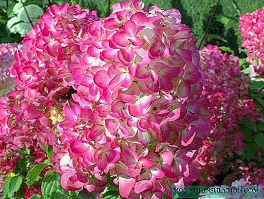 Hortensia Diamond Rouge (Hydrangea Paniculata Diamant Rouge) - kirjeldus