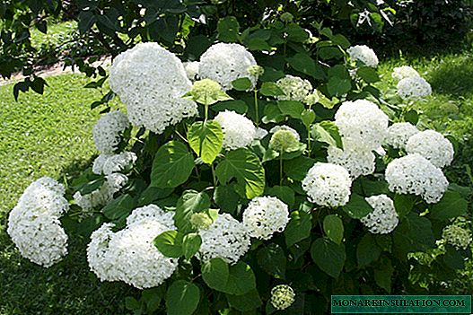 Tree hydrangea - planting and care in the open ground
