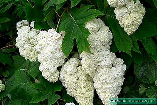 Hydrangea Dubolistnaya - variedades resistentes ao inverno, plantio e cuidados