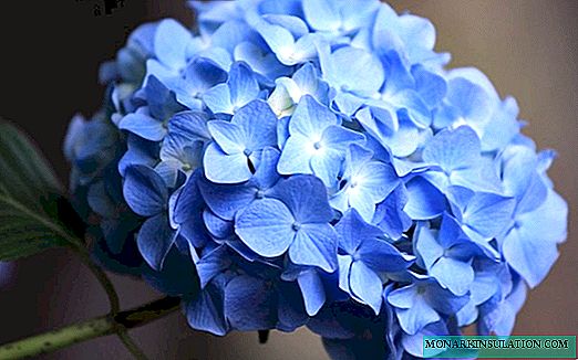 Blauwe of blauwe hortensia - planten en verzorgen in de volle grond