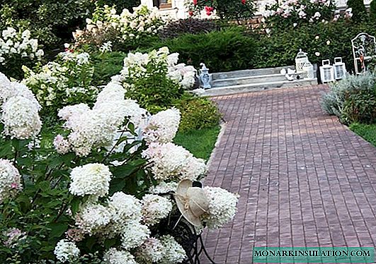Hydrangea Grandiflora - descripción, plantación y cuidado en campo abierto