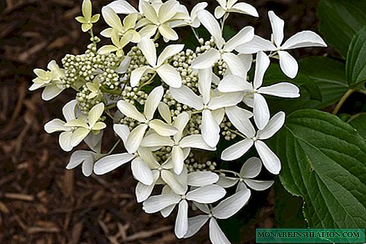 Hortensia Great Star panicled (Great Star)
