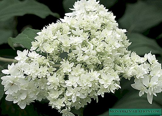 Hydrangea Hayes Starburst - descripción de la variedad, plantación y cuidado