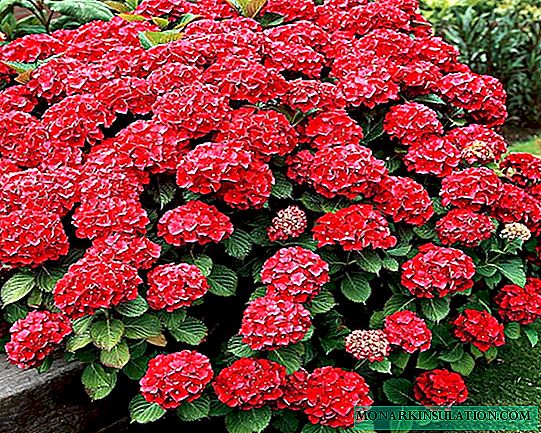 Hydrangea Hot Red - variëteitbeschrijving, planten en verzorging