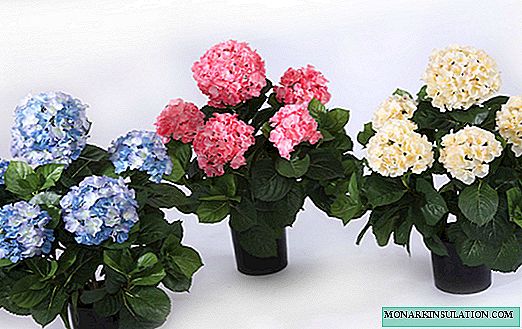 Hydrangea - how to care and grow at home