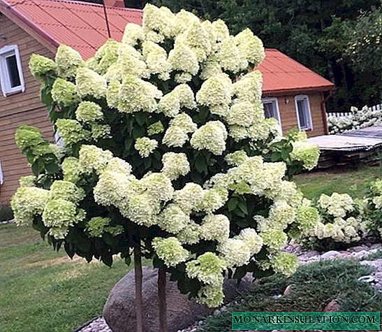 Hydrangea Candelait - description and cultivation of varieties in the open ground