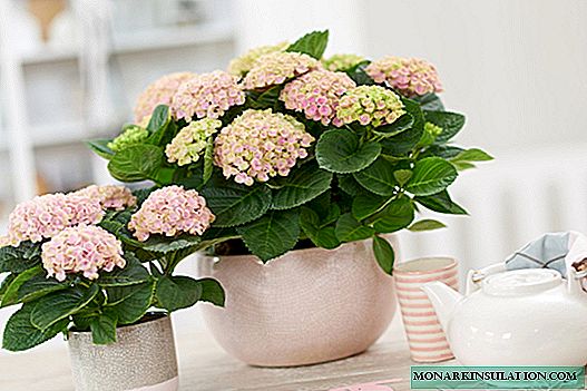 Vidinė hortenzija - sodinimas ir priežiūra namuose