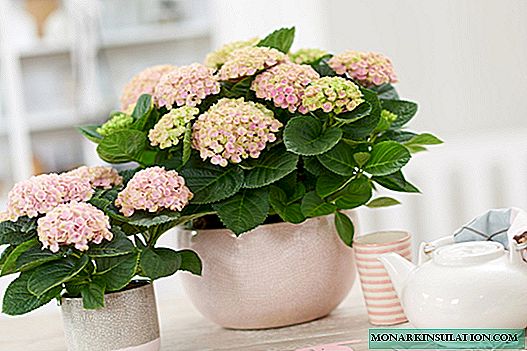 Hortensia interior - plantación y cuidado en casa