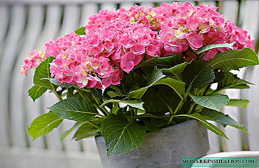 Indoor hydrangea - home care