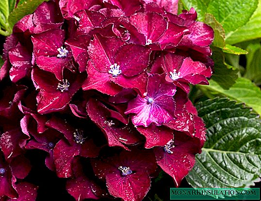 Storbladig eller bredbladig hortensia - vård i öppen mark