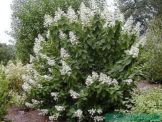Hydrangea Levana (Levana) paniculata - kuvaus
