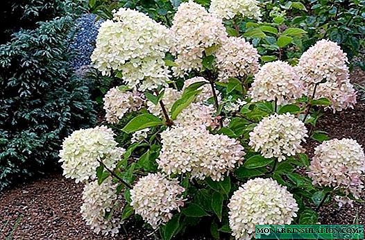 Hortensie Little Lime geriet in Panik