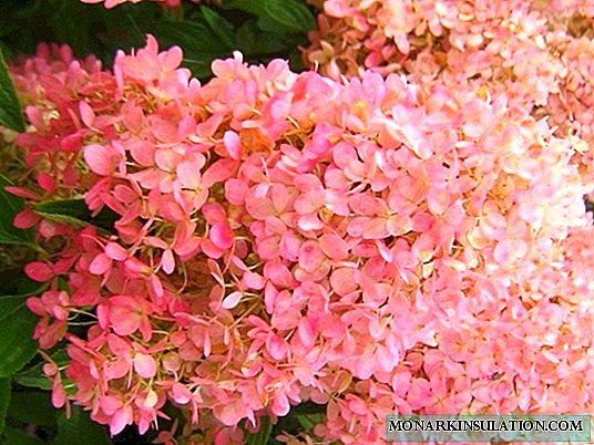 Hortensia Paniculata maagiline küünal - kirjeldus