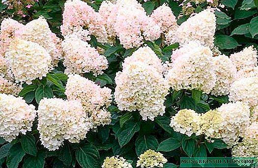Hortensia Magic Sweet Summer (Hydrangea Paniculata Magical Sweet Summer)