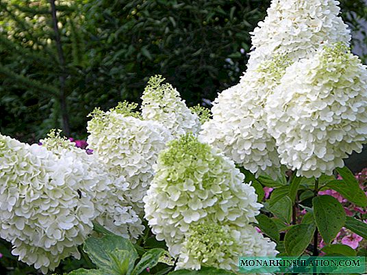 Panicled hydrangea white, red, pink - the best winter-hardy varieties