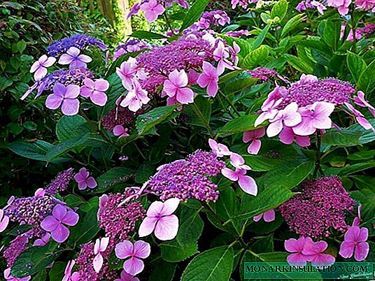 Panicled Hydrangea - the best varieties for the Moscow Region